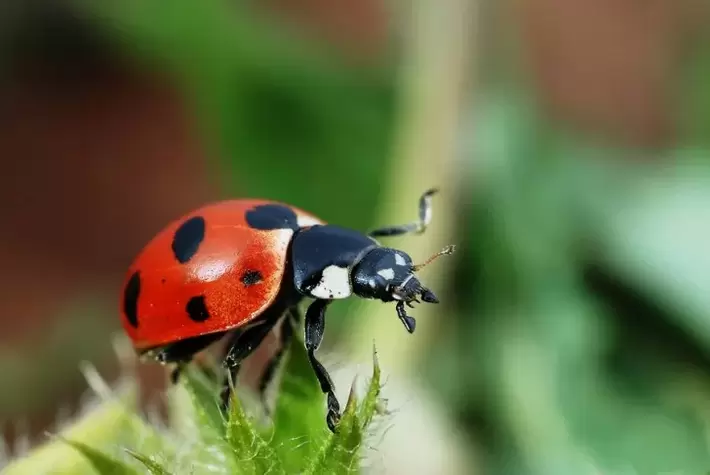 Amuleto fortunato - coccinella