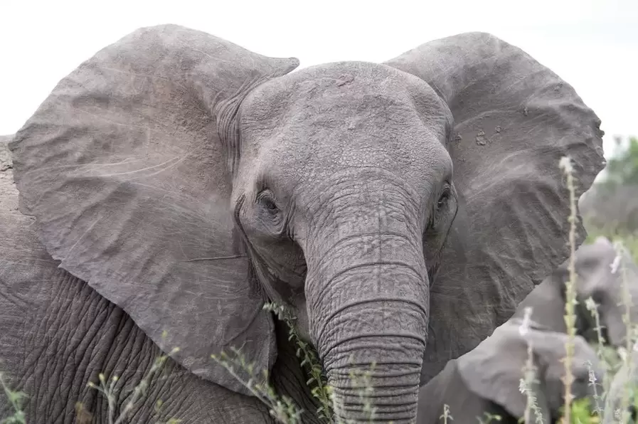 Amuleto fortunato - elefante