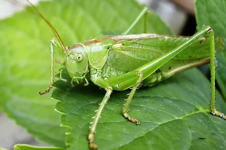 Amuleto fortunato cricket